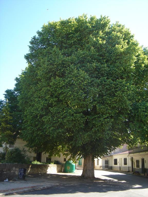 Apartamentos Serrano Ribatajada Bagian luar foto